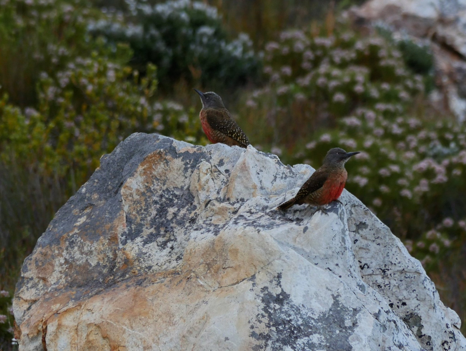 image Ground Woodpecker